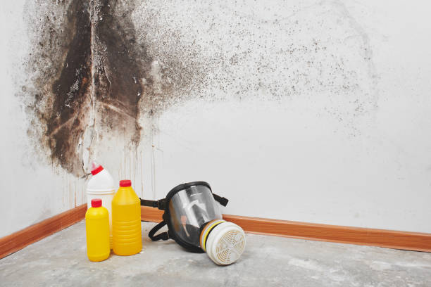 Best Toxic Mold Removal  in Temple Hills, MD