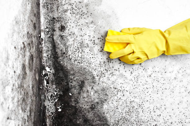 Best Mold Remediation Experts  in Temple Hills, MD