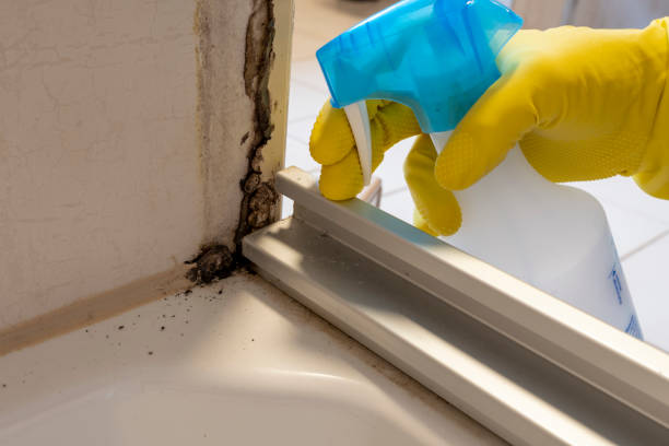 Best Certified Mold Removal  in Temple Hills, MD