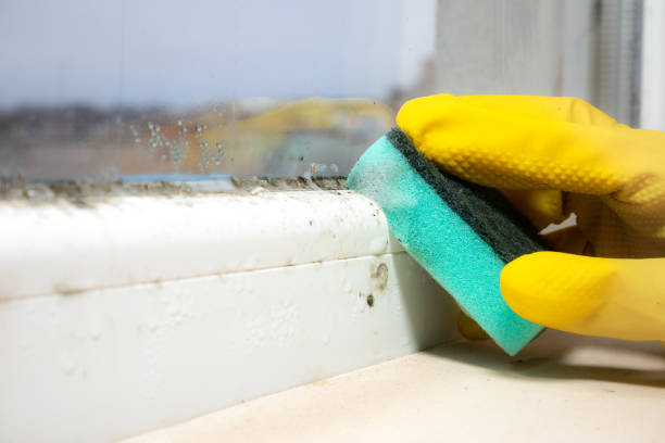 Best Residential Mold Removal  in Temple Hills, MD