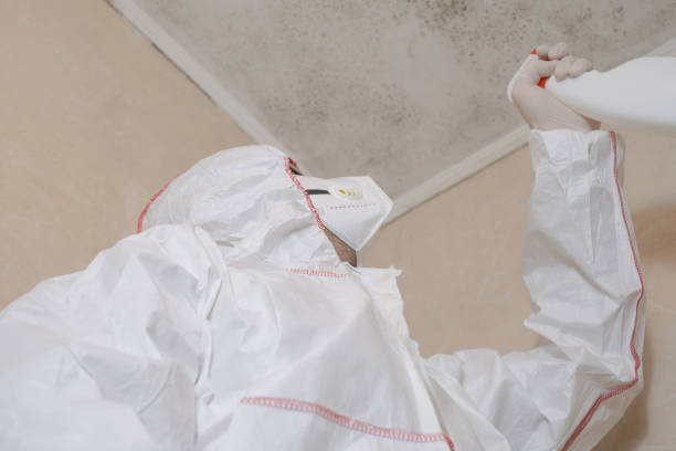 Best Local Mold Removal Service  in Temple Hills, MD
