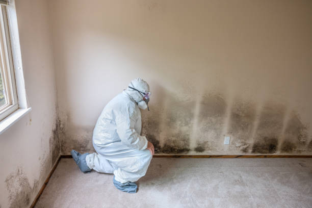 Best Attic Mold Removal  in Temple Hills, MD