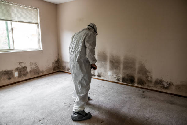 Best Mold Removal Company Near Me  in Temple Hills, MD